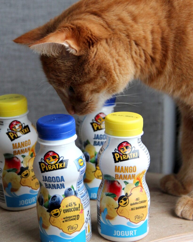 Jogurty Piratki bez dodatku cukrów przyciągają uwagę każdego, nawet kota